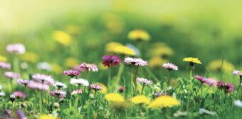 green grass with flowers